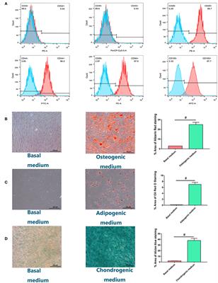 Chordin-Like 1 Improves Osteogenesis of Bone Marrow Mesenchymal Stem Cells Through Enhancing BMP4-SMAD Pathway